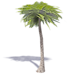 palmier 2