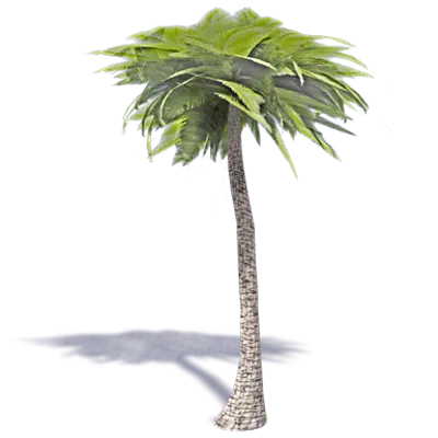 kuva kohteelle Palm Tree 2
