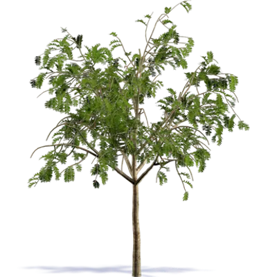 Immagine per Acacia dealbata