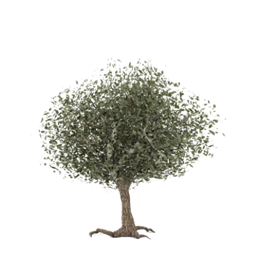 Image for Sophora Tree