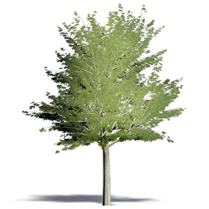 BIM objects - Free download! Horse Chestnut | BIMobject