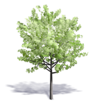 arbre generique ete 8