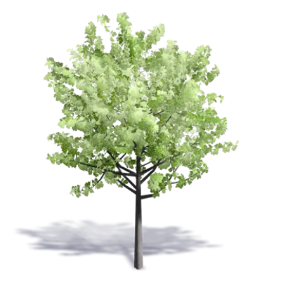 Image for Generic Summer Tree 11