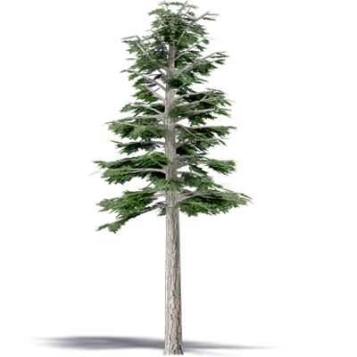 Image for Douglas Fir