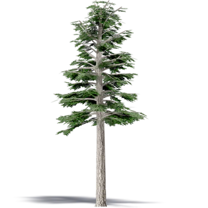 Douglas Fir