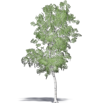 Image for White Birch