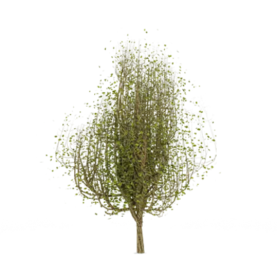 Image pour Linden Tree