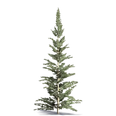 Image for European Larch