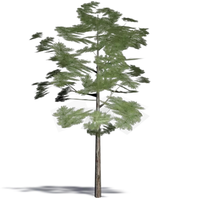 imagen para Siberian Dwarf Pine