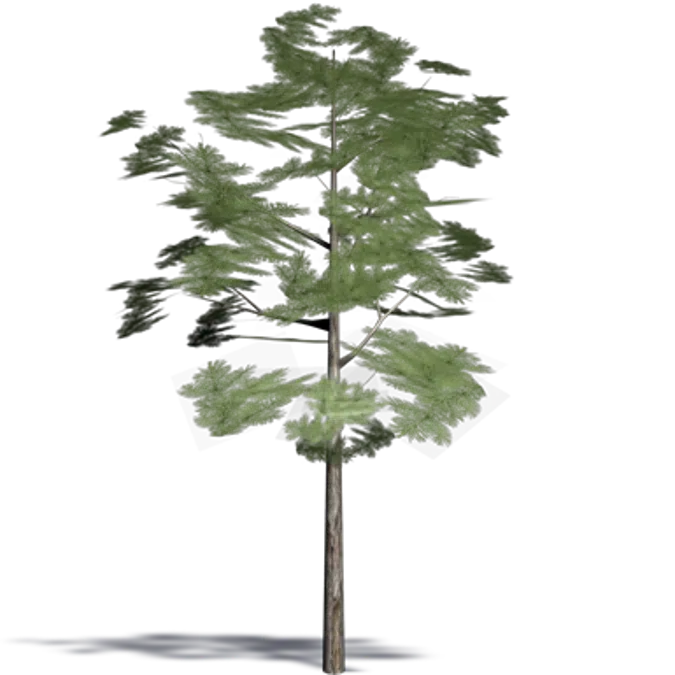 pinus pumila