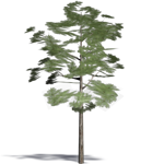 siberian dwarf pine