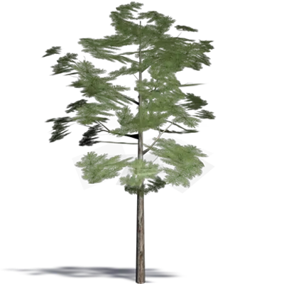 Image for Siberian Dwarf Pine