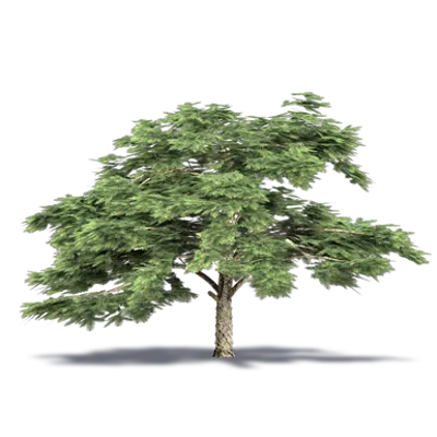 imazhi i Aleppo Pine