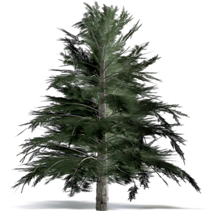 Cilician Fir