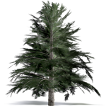 cilician fir
