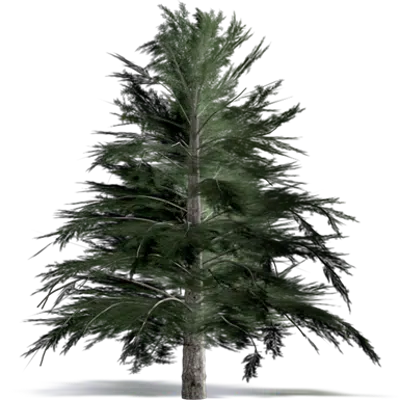 Image for Cilician Fir