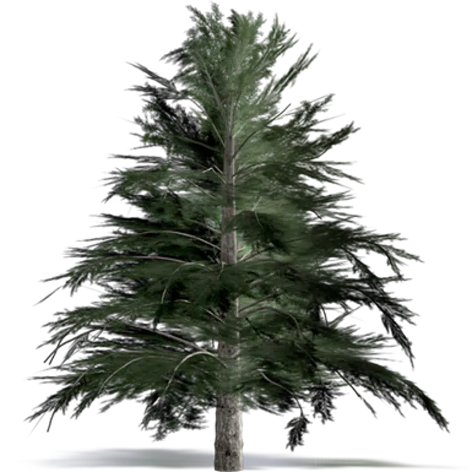 cilician fir