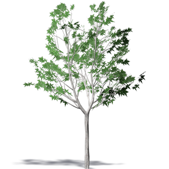 BIM objects - Free download! Kyushu Maple | BIMobject