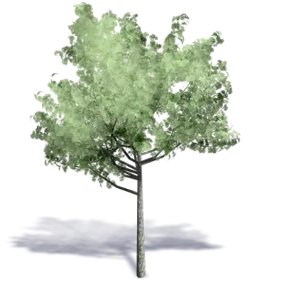 Image pour Arbre Generique ete 7