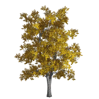 画像 Small-leaved Basswood