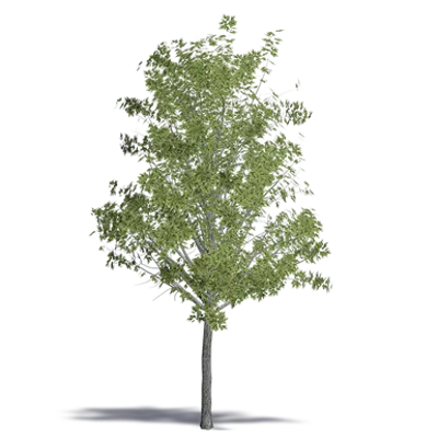 kuva kohteelle Laciniated Alder