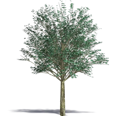 画像 Gray Alder