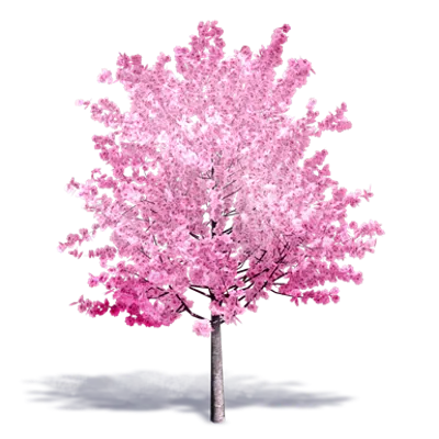 imagen para Cherry Tree in Bloom