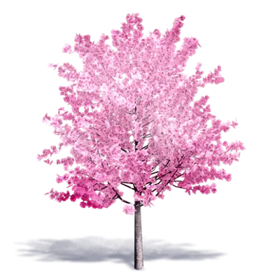 imazhi i Cherry Tree in Bloom