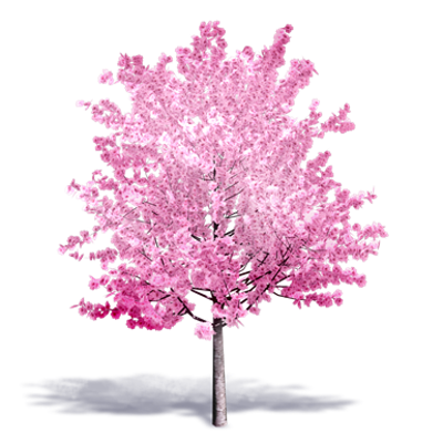 imagem para Cherry Tree in Bloom
