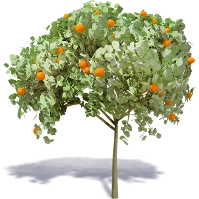 Immagine per Arbol de Naranja 1