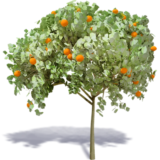 Orangenbaum 1