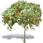 orange tree 1