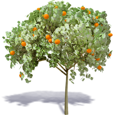 Image for Orange Tree 1