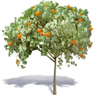 kuva kohteelle Orange Tree 1