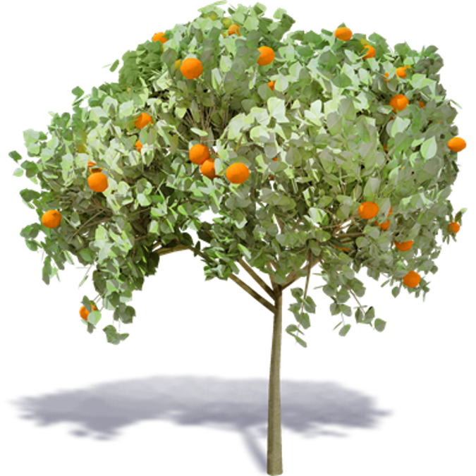 Orange Tree 1