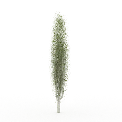 bild för Poplar Tree