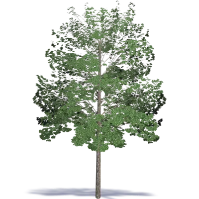imazhi i Acacia Hardwood