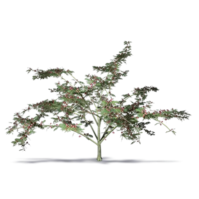 Image pour Acacia retinodes
