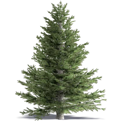 Image for White Fir Concolor Fir