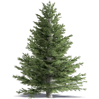 White Fir Concolor Fir 이미지