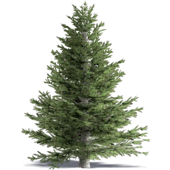 Concolor Fir