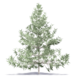fir tree 1