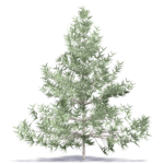 fir tree 1