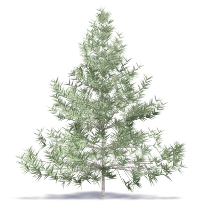 Image for Fir Tree 1