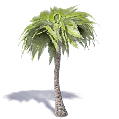 imagen para Palm Tree 1
