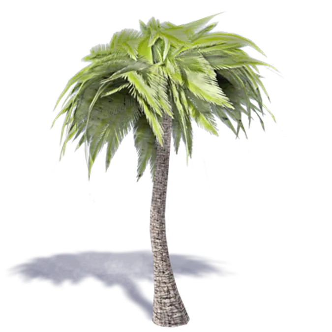 palmier 1