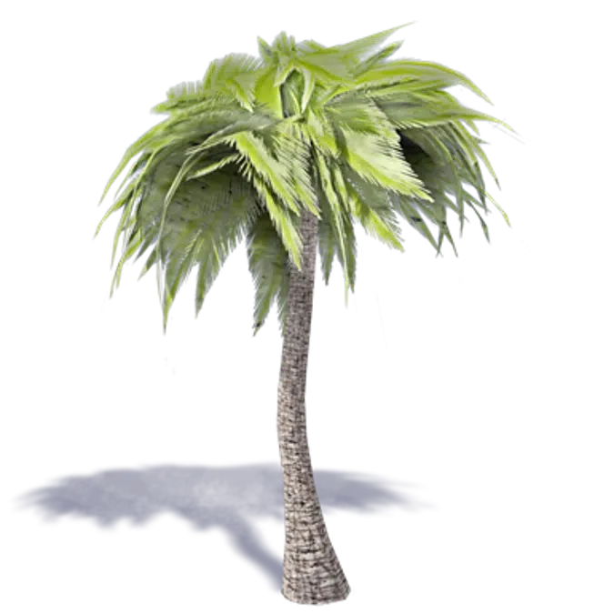 palm tree 1