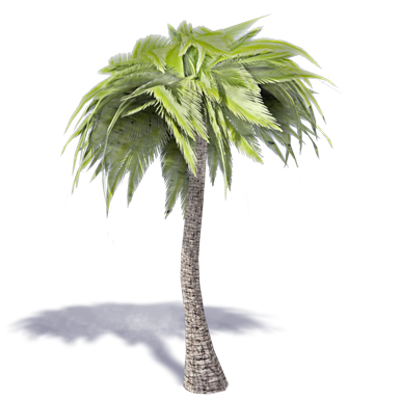 afbeelding voor Palm Tree 1