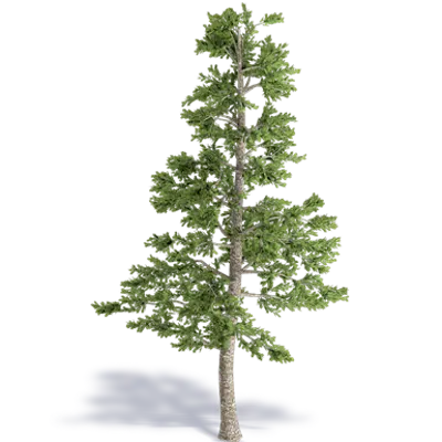 Image for Greek Fir