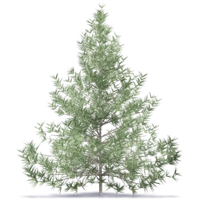 Зображення для Fir Tree 2